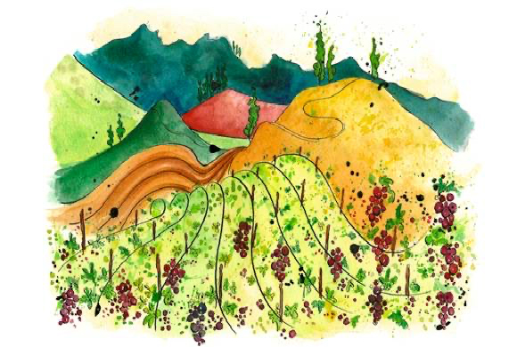 风土对葡萄酒的影响究竟有多大？