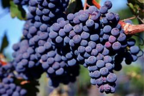 红葡萄品种大 PK，赤霞珠和梅洛，谁更胜一筹？
