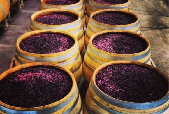 知识分享 | 你知道葡萄酒的酿造过程吗？